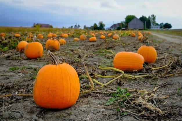 Oh, Great Pumpkin!